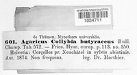 Rhodocollybia butyracea image